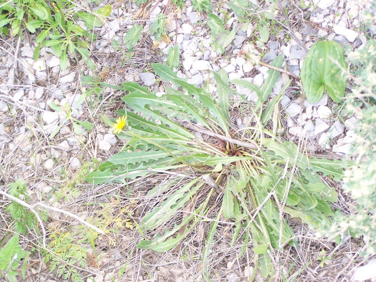 Leontodon tuberoso 13