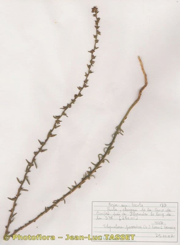 Passerina 13