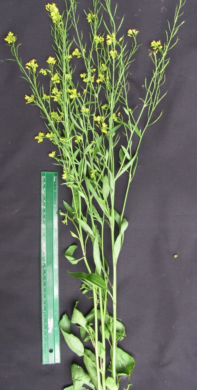 Brauner Senf 26