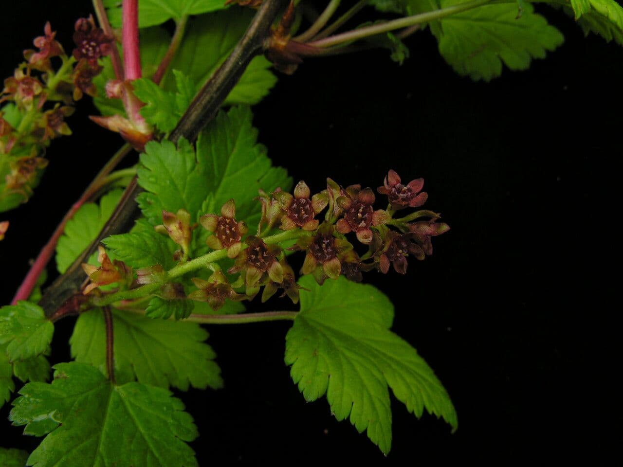 Ribes 4