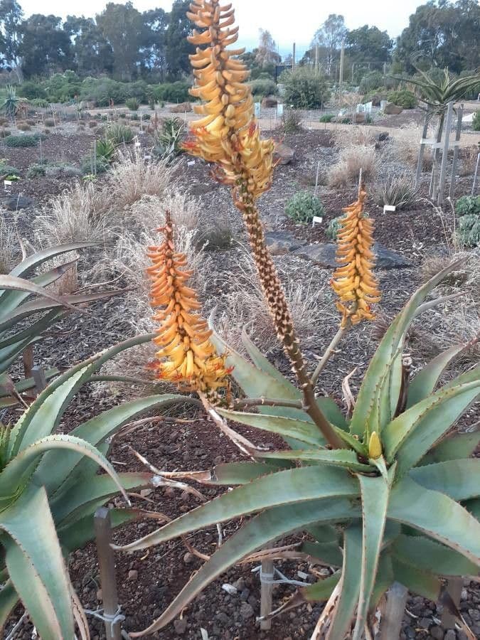Aloe