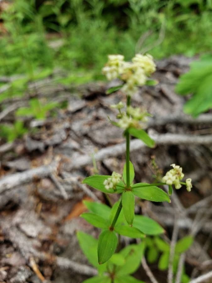 Galium