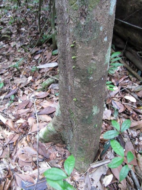 Protium sagotianum 10