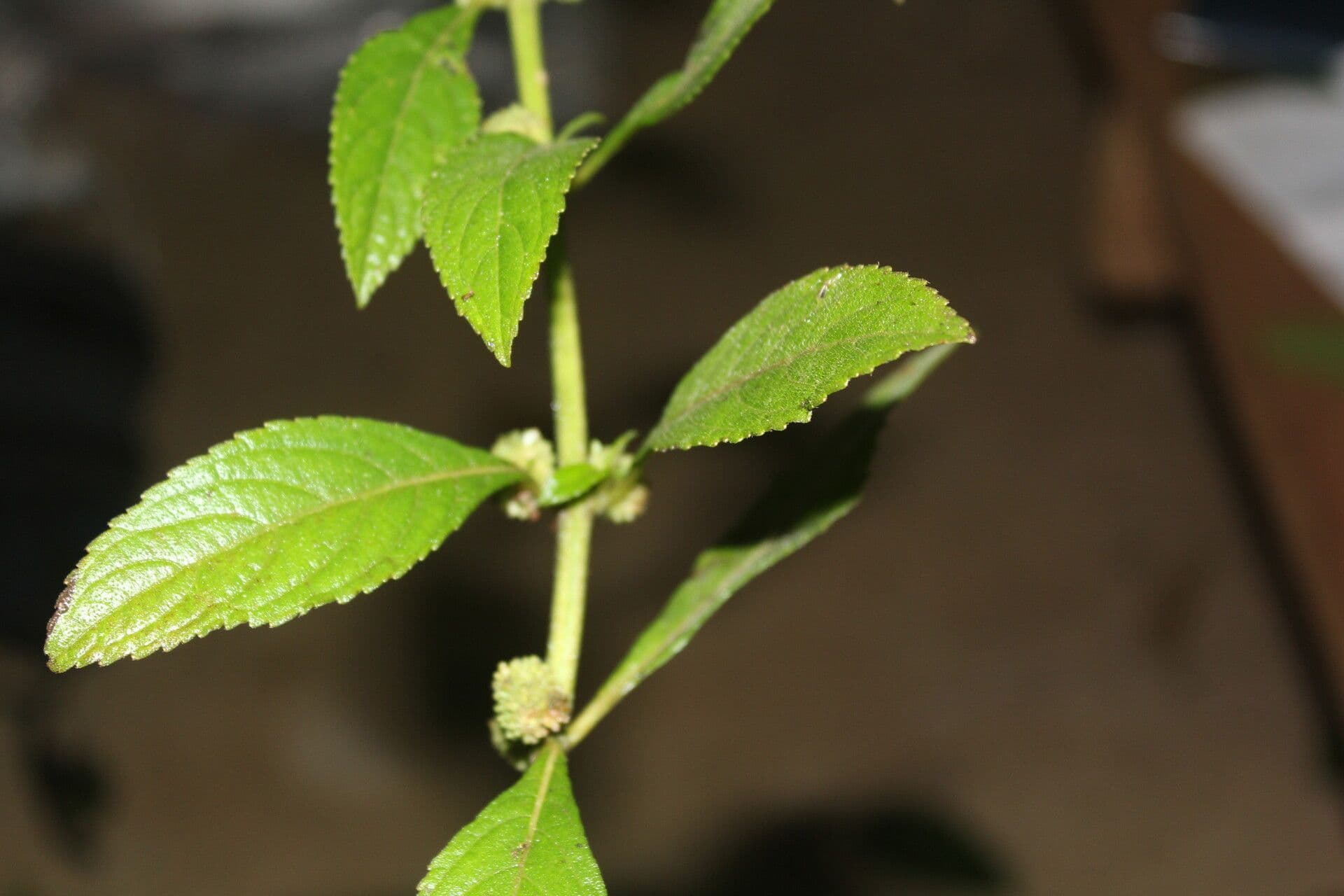 Hyptis 9