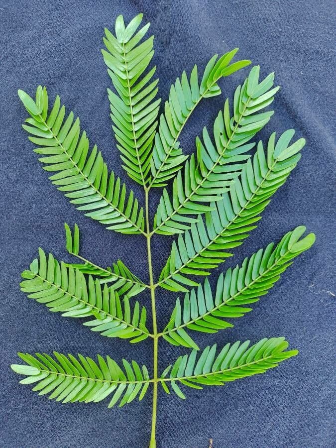 Cojoba 5