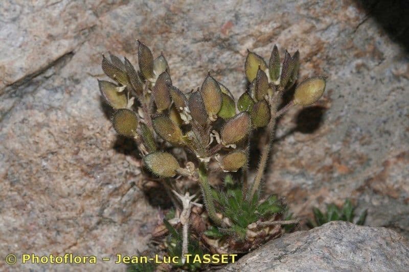 Draba 2