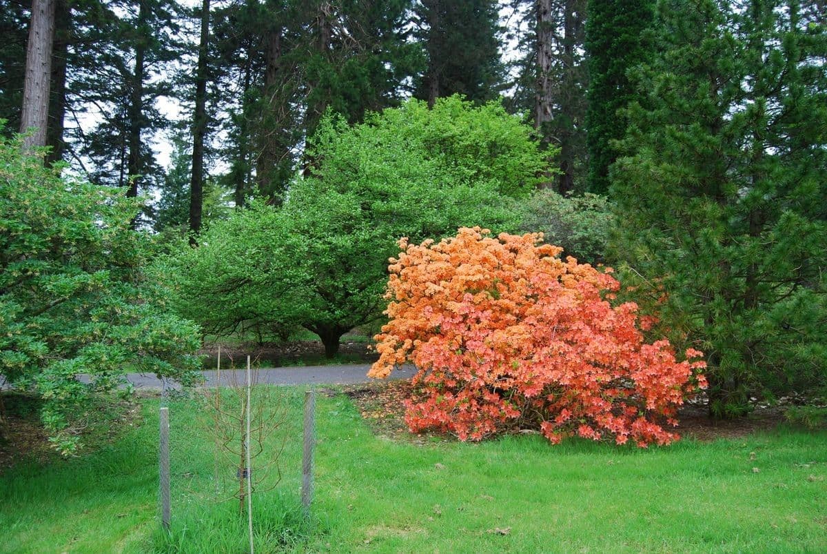 Azalea cinese 9