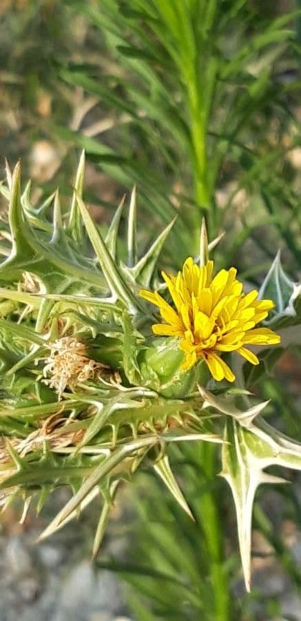Girasole maculato 7