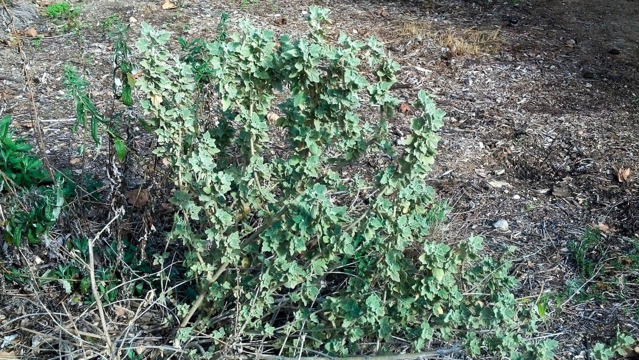 Malacothamnus