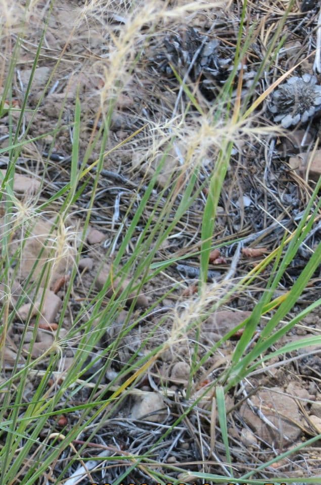 Elymus elymoides 7