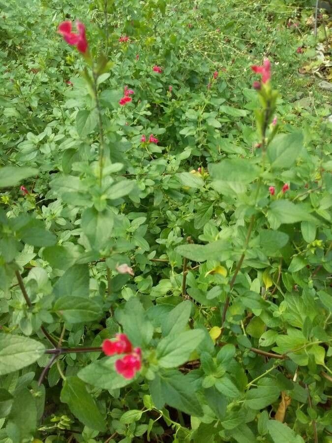 Salvia a foglie piccole 14