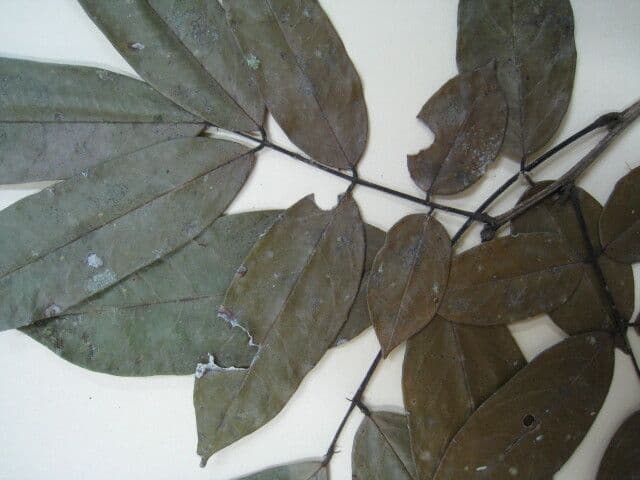 Andira 3