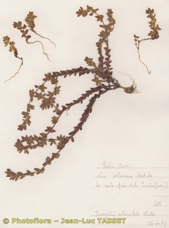 Paronichia spinosa 3