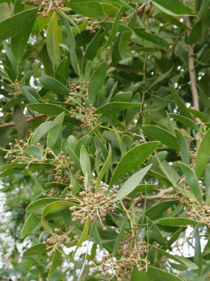Acacia nera 19