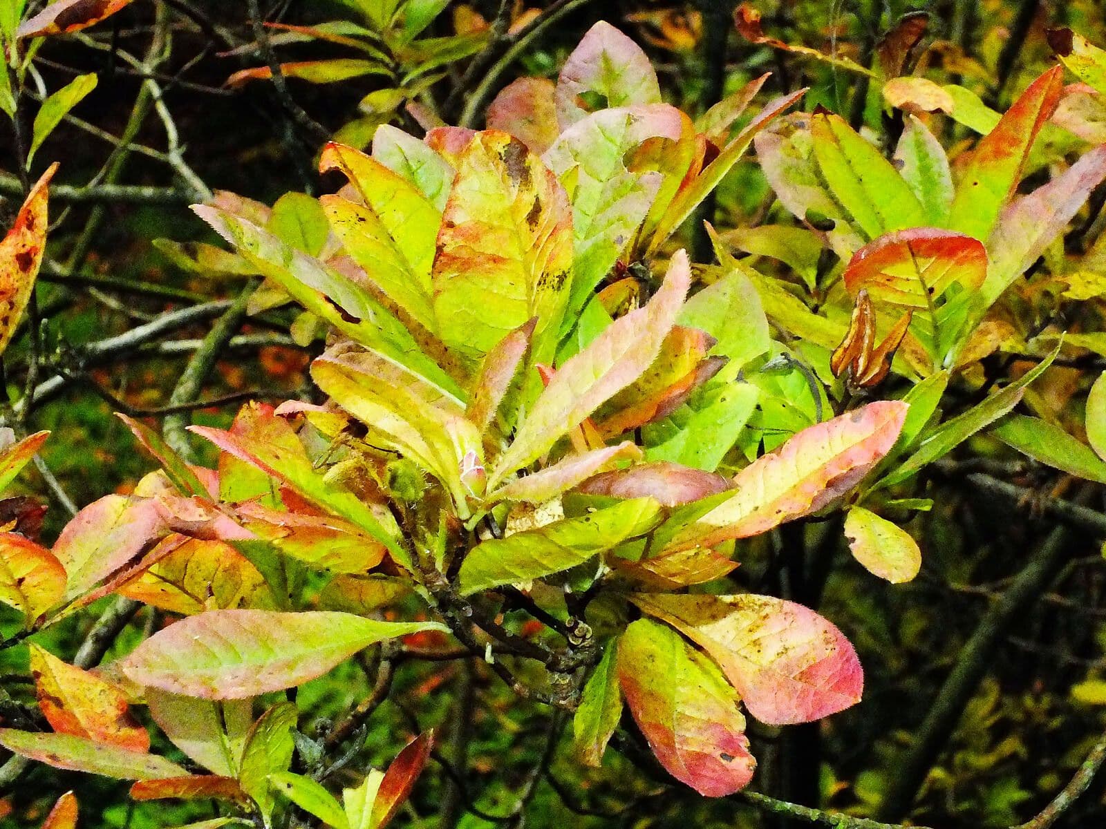 Azalea occidentale 14