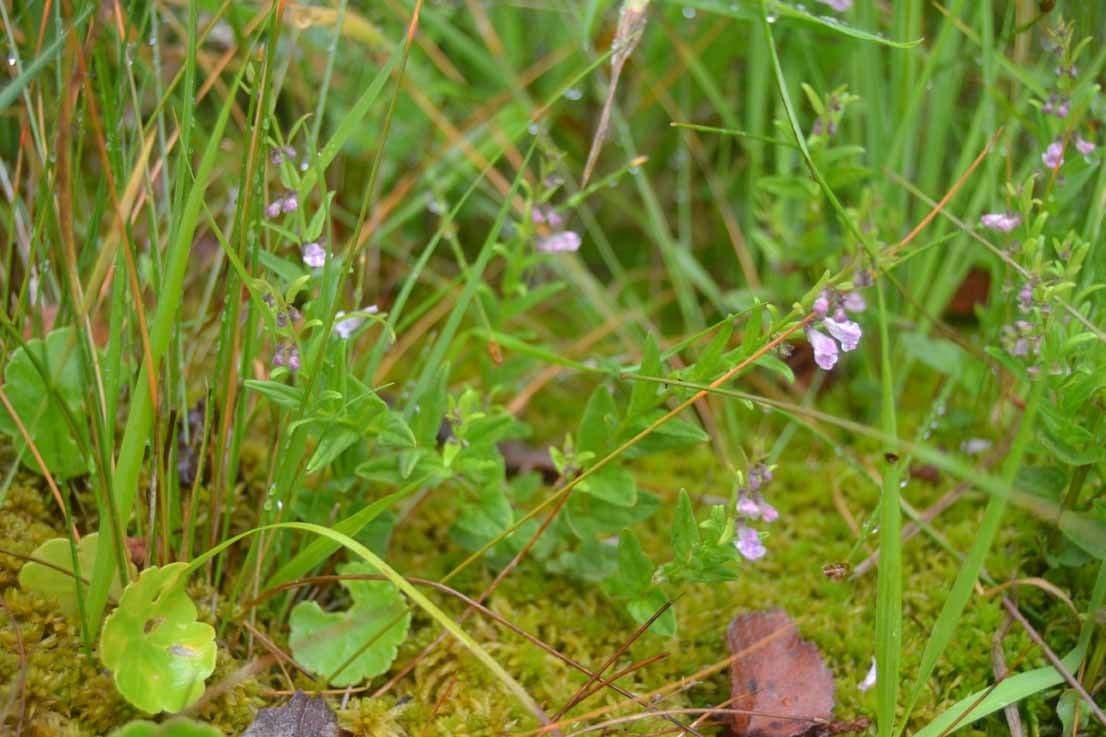Scutellaria minore 10