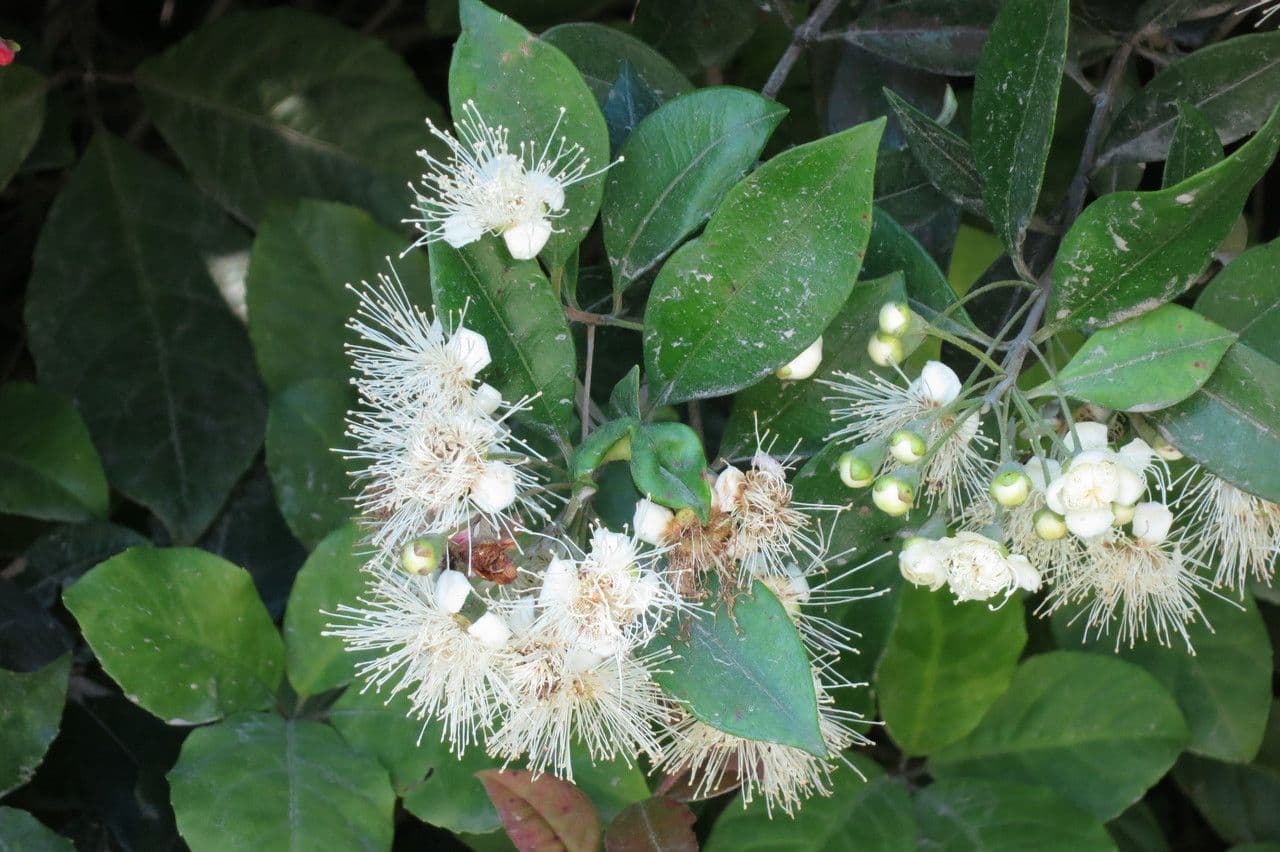 Amomyrtus meli 14