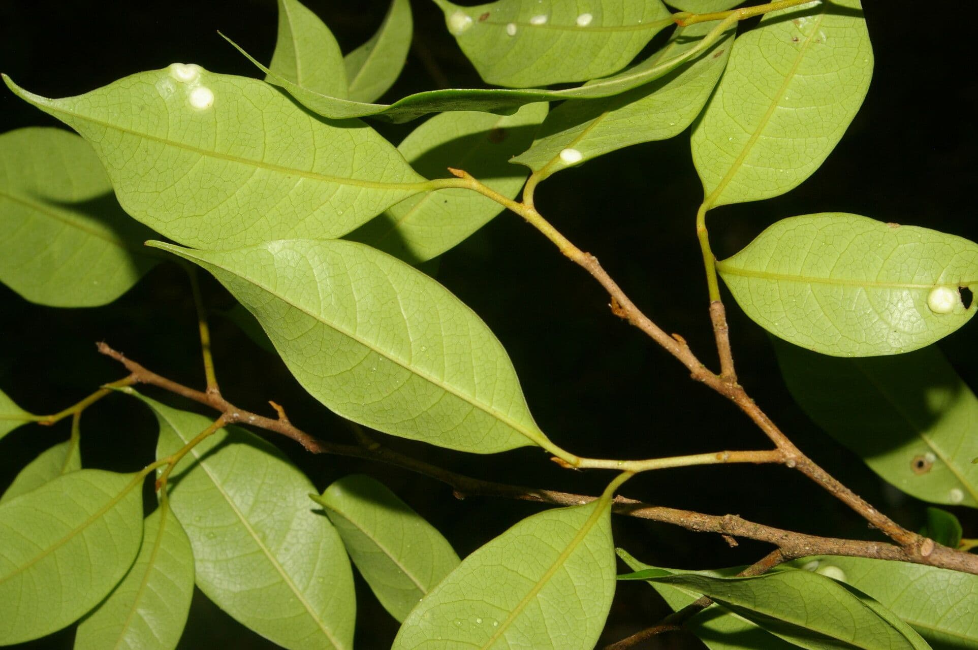 Sarcaulus 7