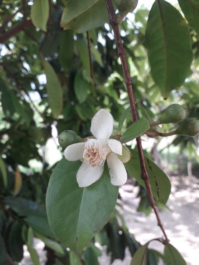 Guava costaricana 5