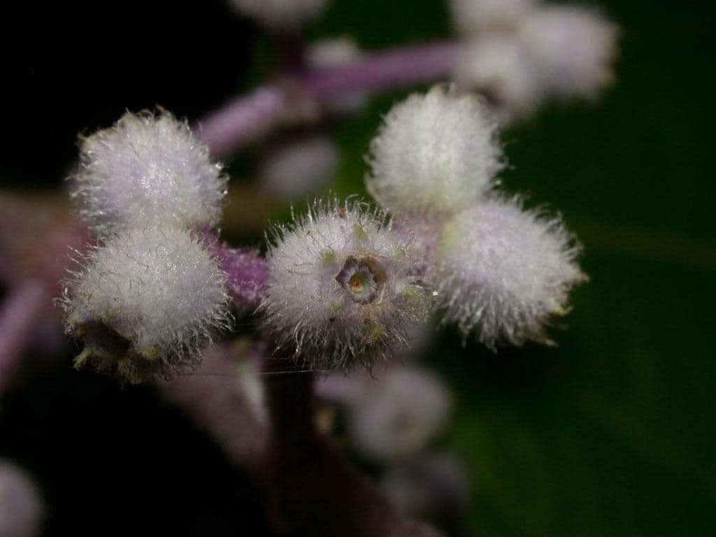 Miconia