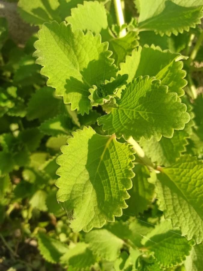 Cuban-oregano 26