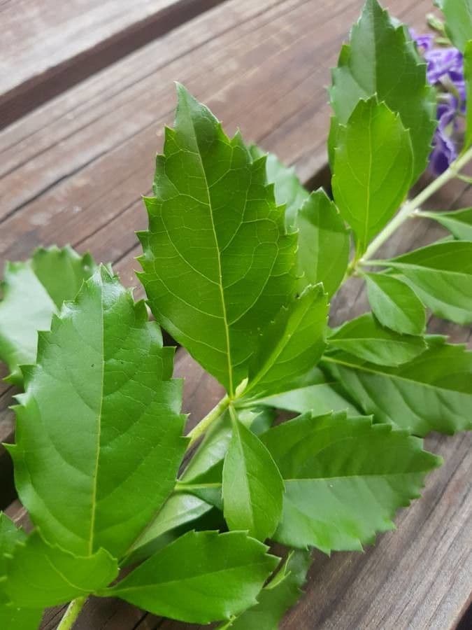 Duranta erecta 18