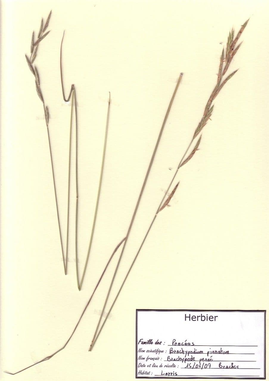 Brachypode penné 30