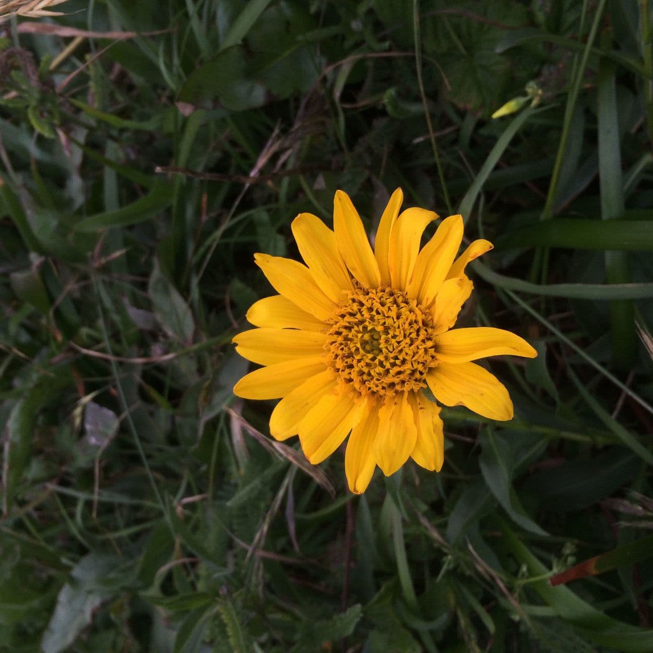 Wyethia 2