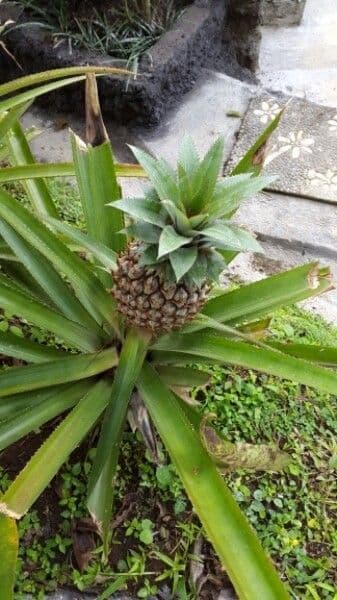 Ananas 11