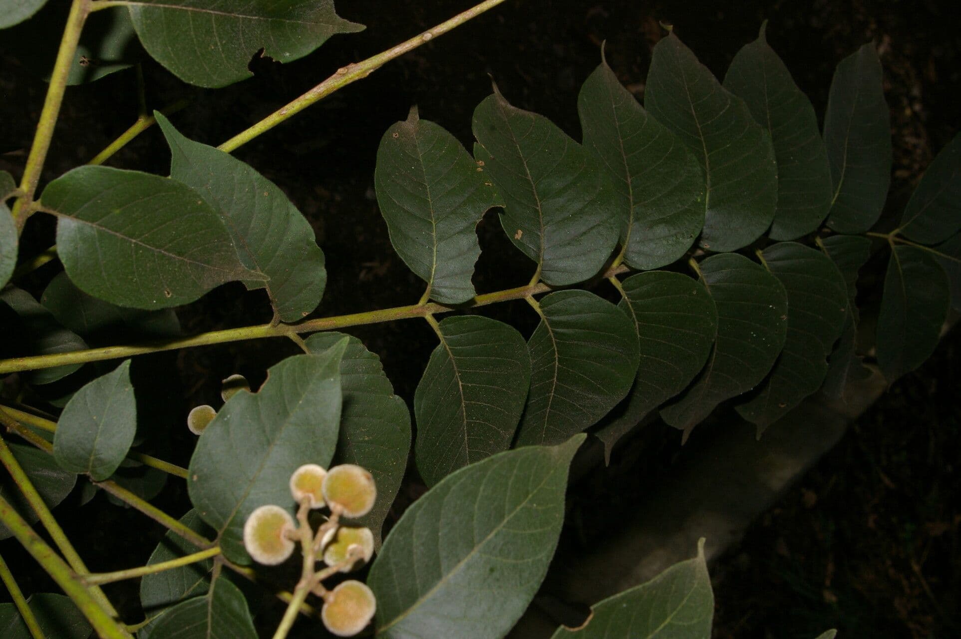 Trichilia americana