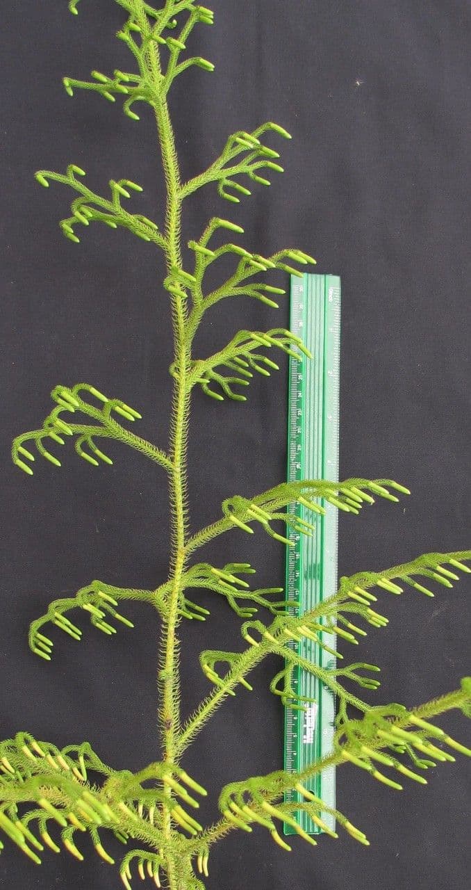 Lycopodiella 4