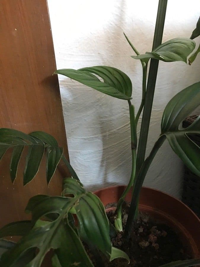 Monstera péřodílná 10