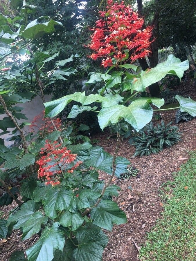 Lantana paniculata 8