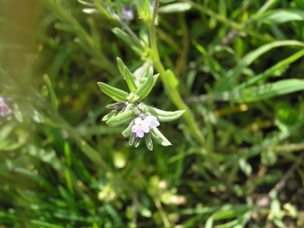 Buglossoides 10