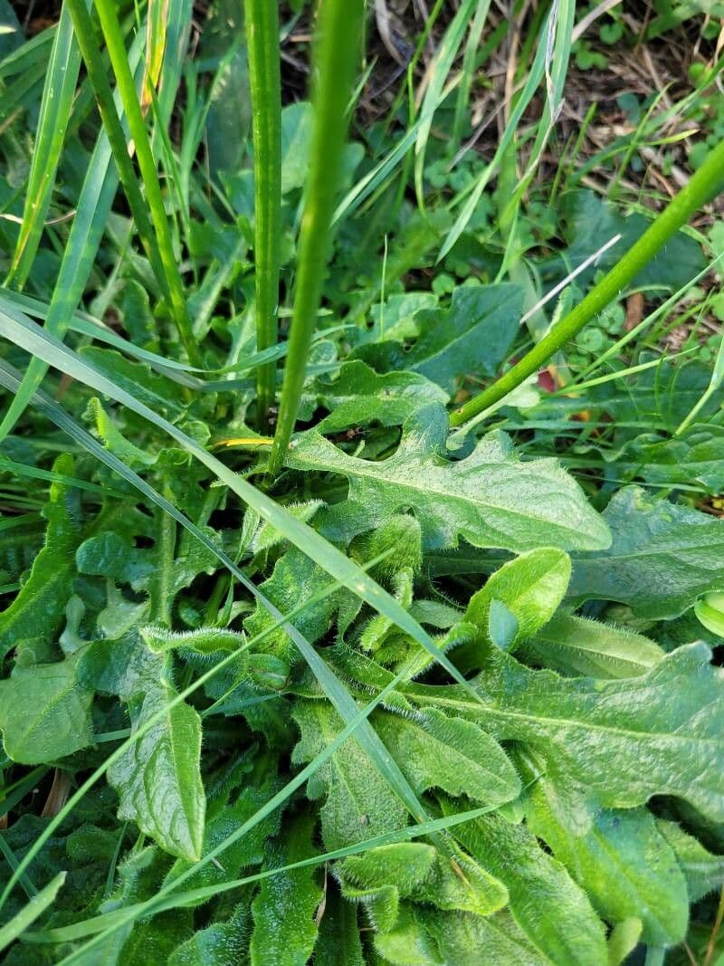 Radicchiella autunnale 18