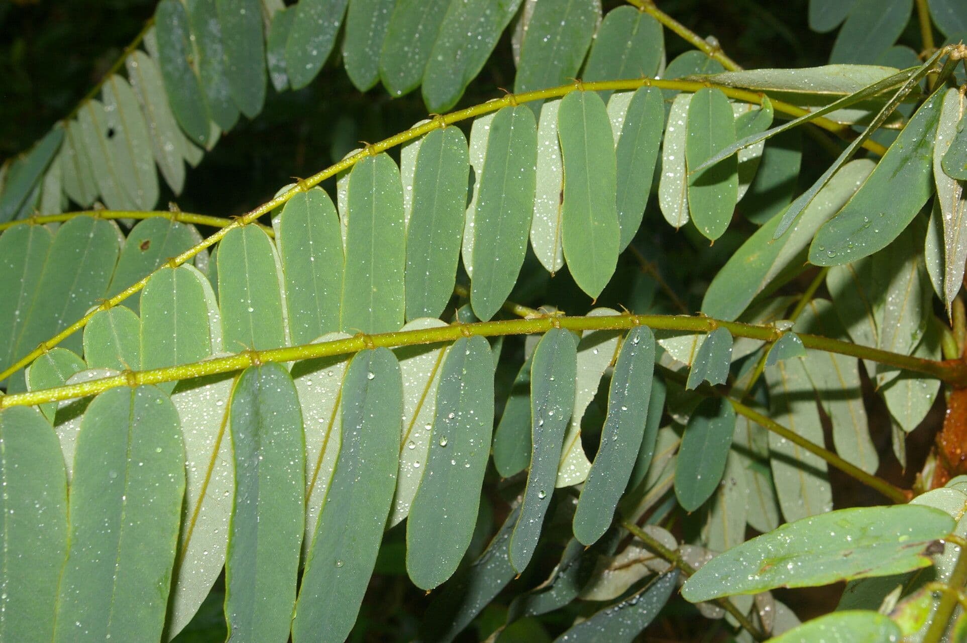 Hymenolobium mesoamericano 8