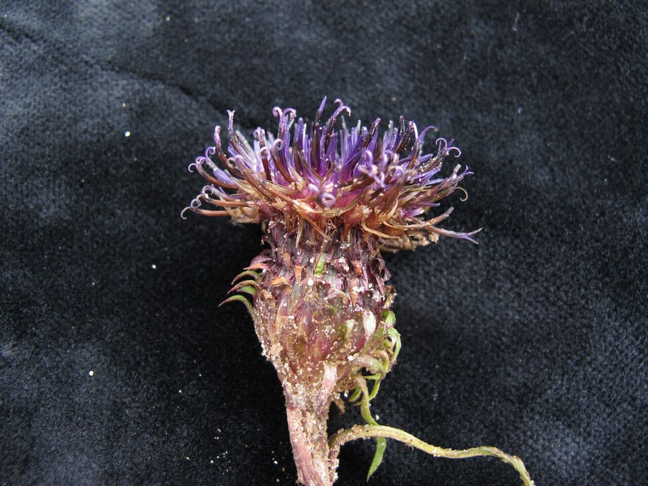 Saussurea leontodontoides
