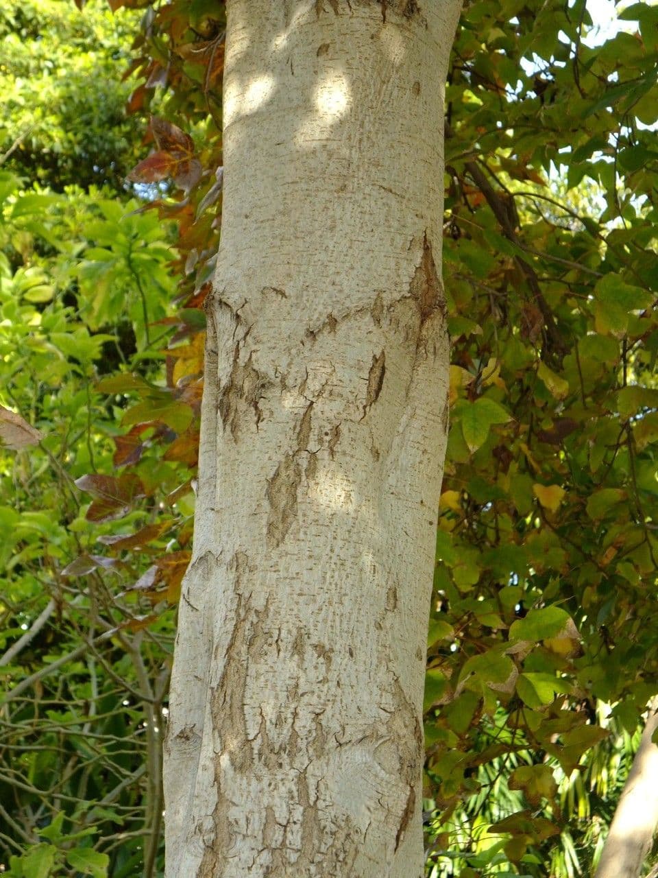 Formosa-Amberbaum 21