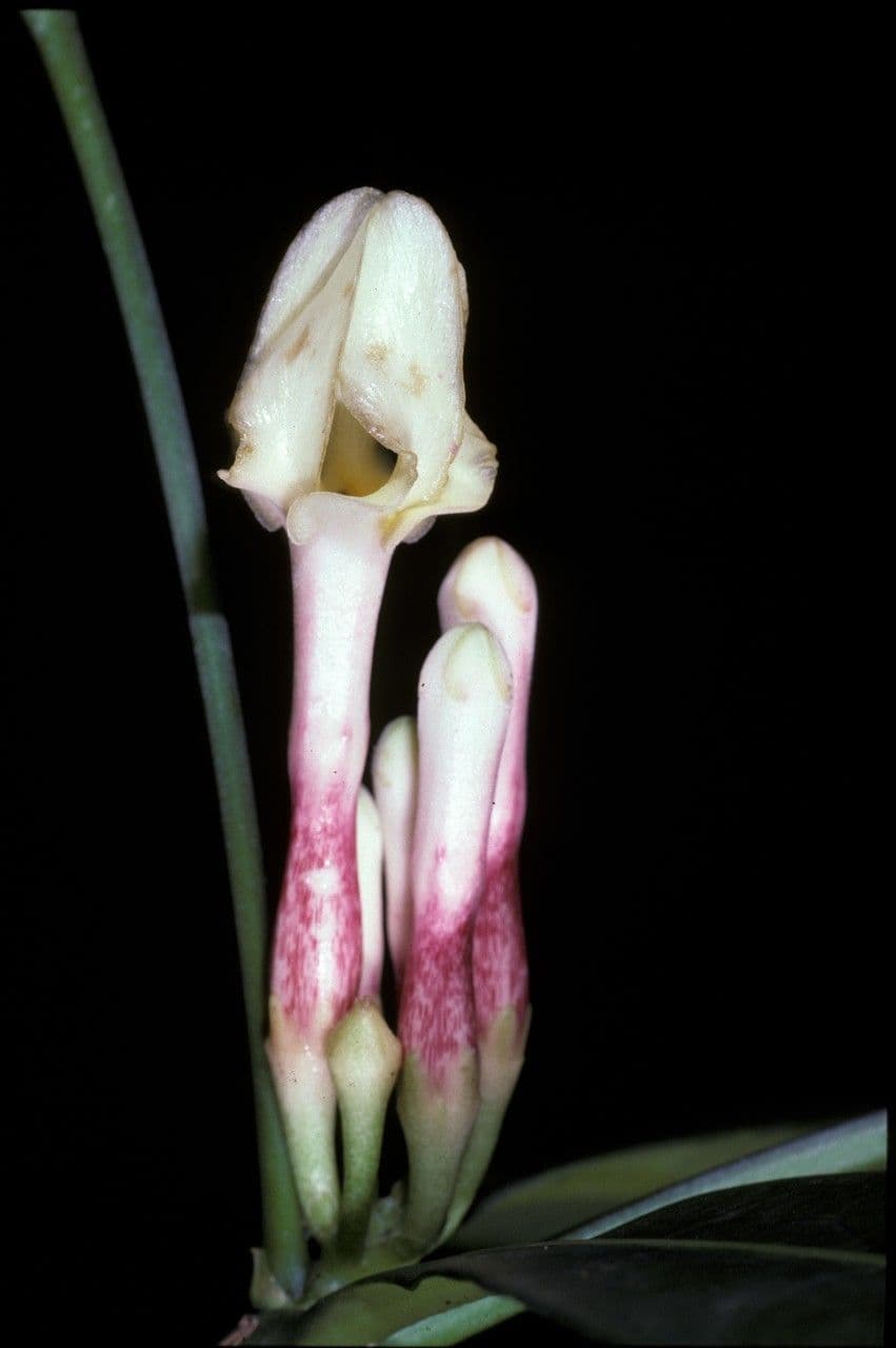 Tabernaemontana