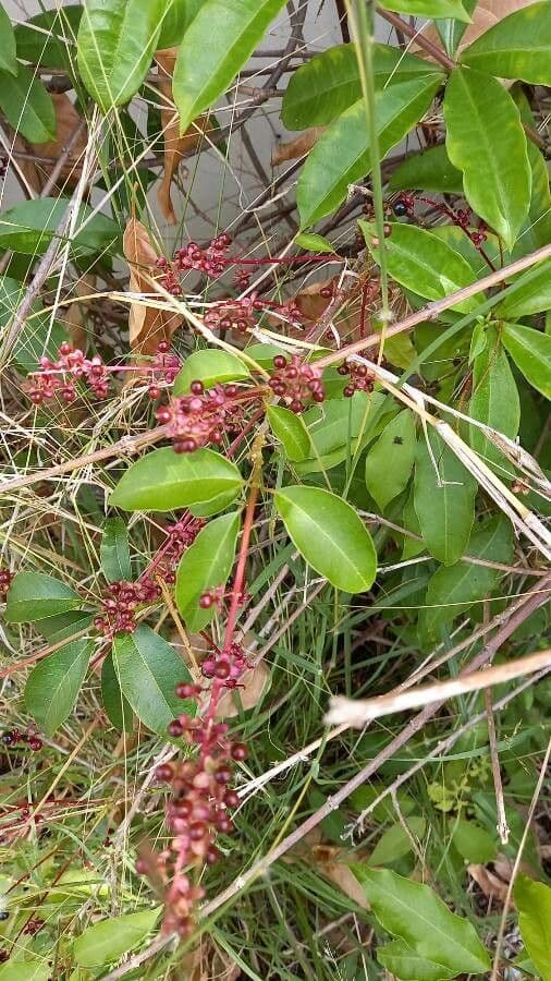 Trichostigma 12