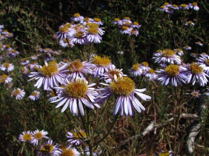 Erigeron Blochmana