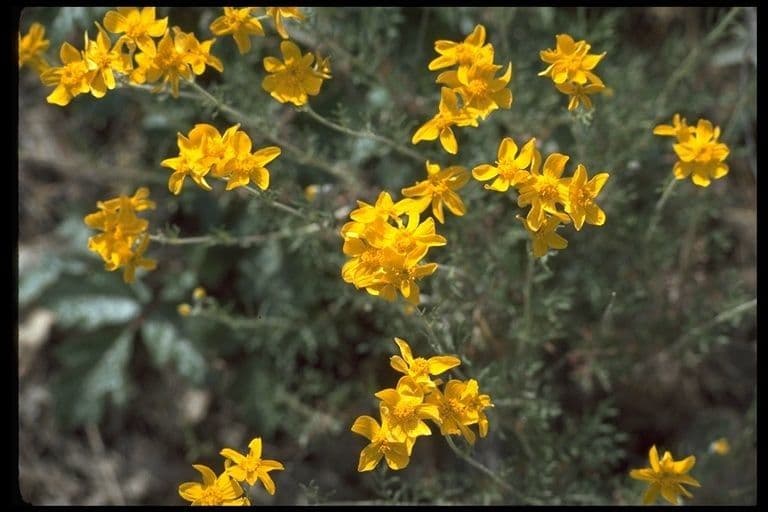 Eriophyllum