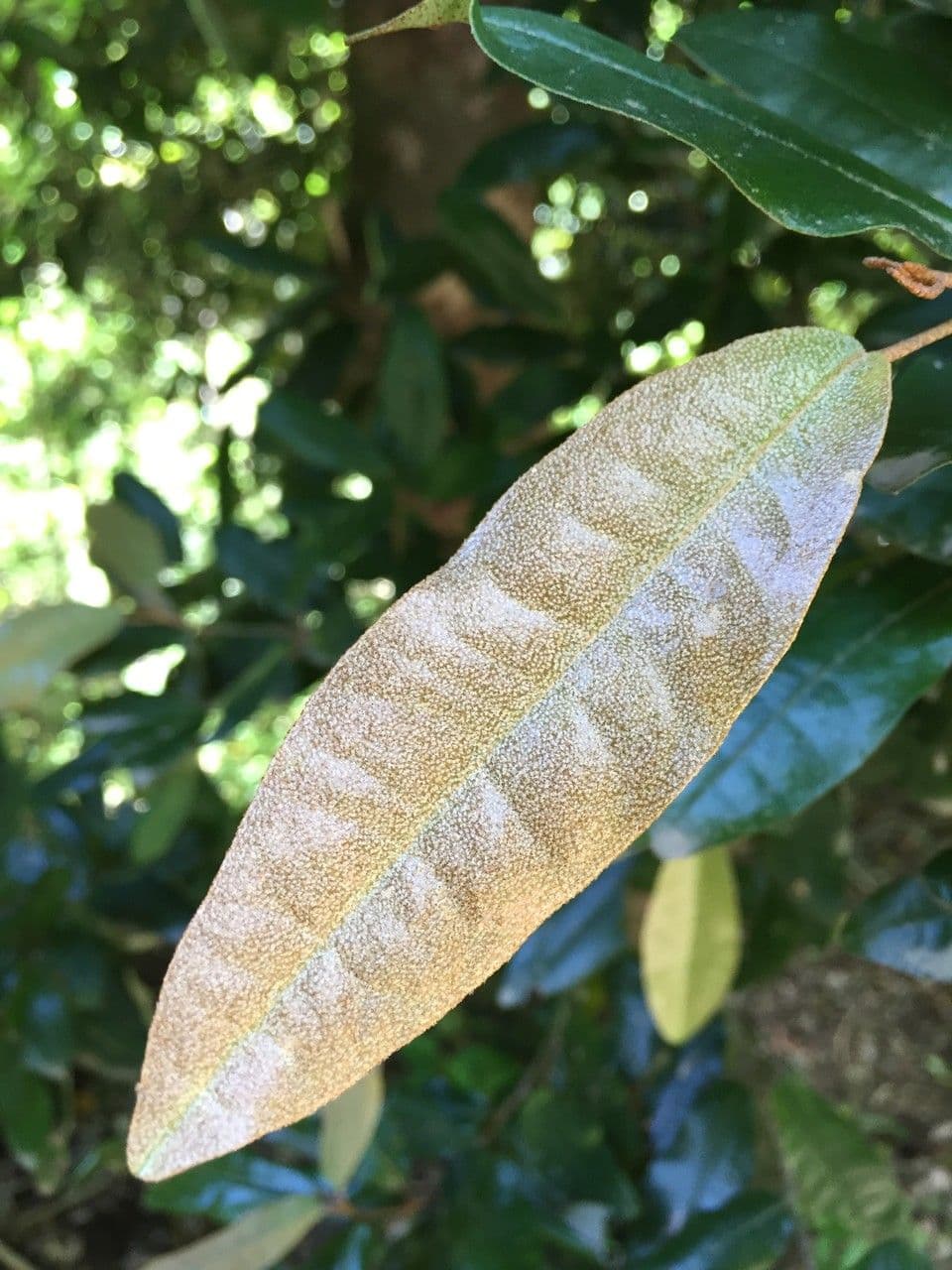 Aextoxicon punctatum 4