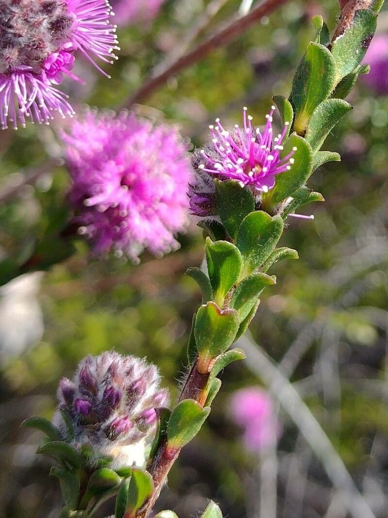 Kunzea 9
