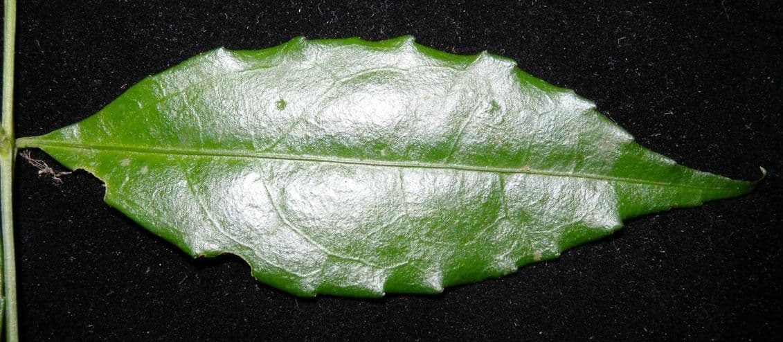 Crossopetalum 16
