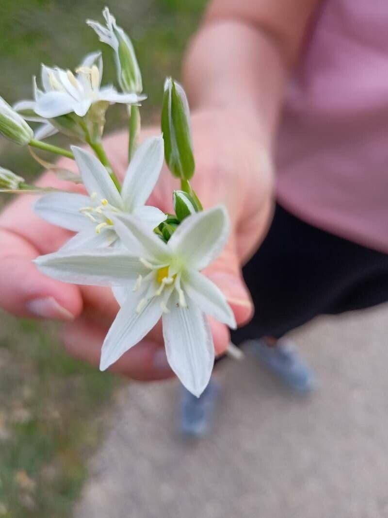 Ornithogalum 17