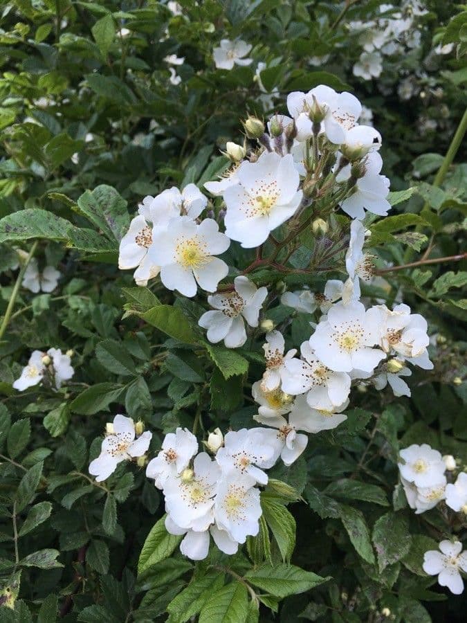 Rosa multiflora 7