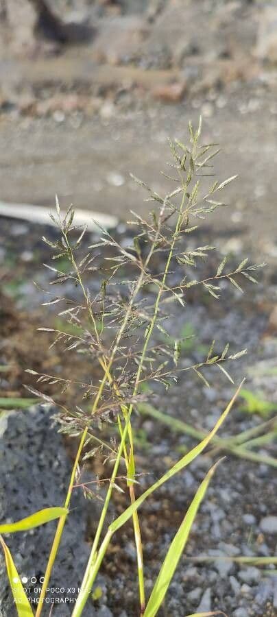 Eragrostis di Barrelier 6