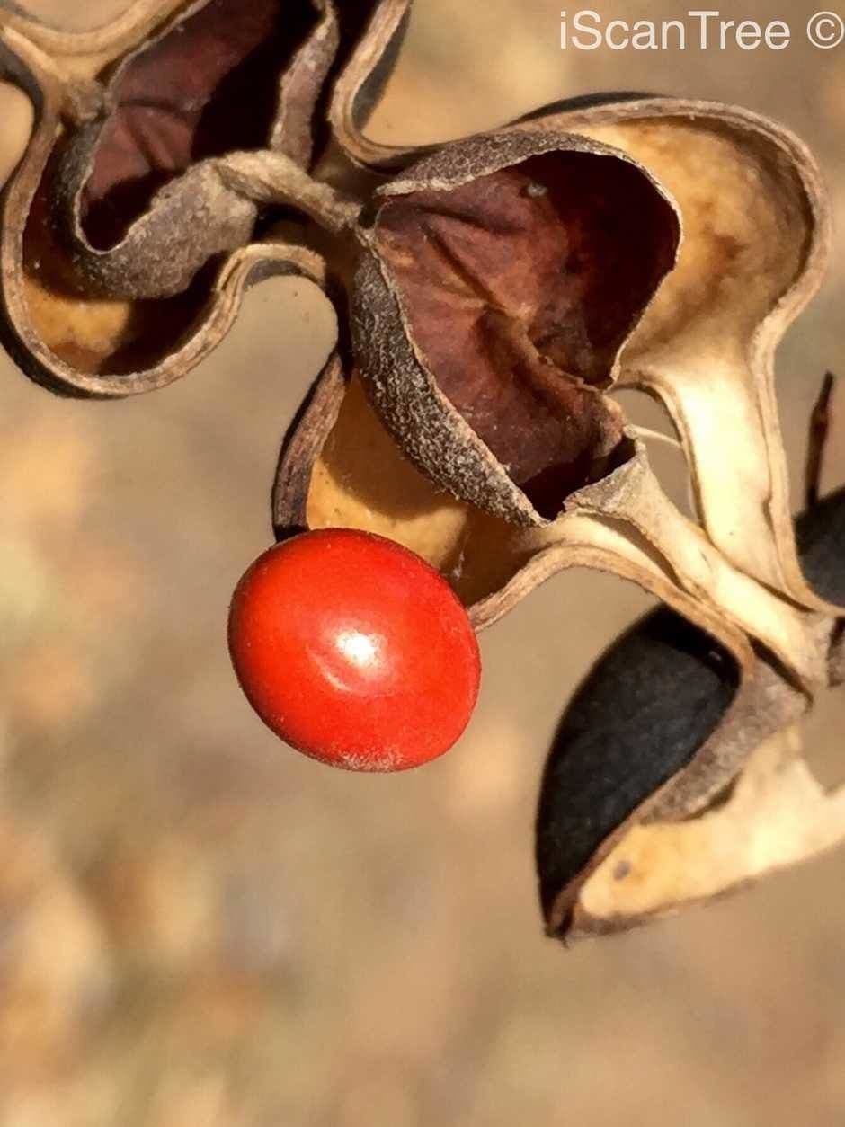 Albero corallo comune