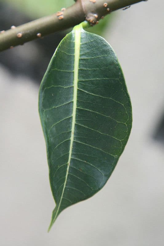 Cryptostegia 18